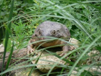 Goliath Frog © Peter Linehan